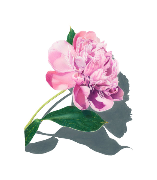 Pink Peony drawn in colored pencil