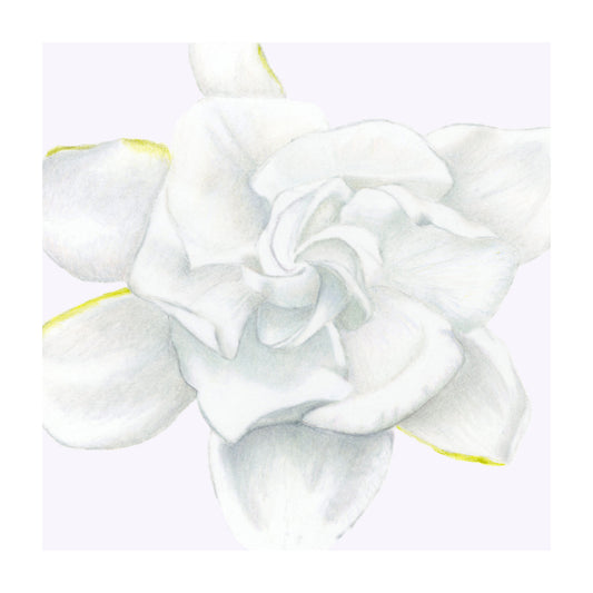 Gardenia