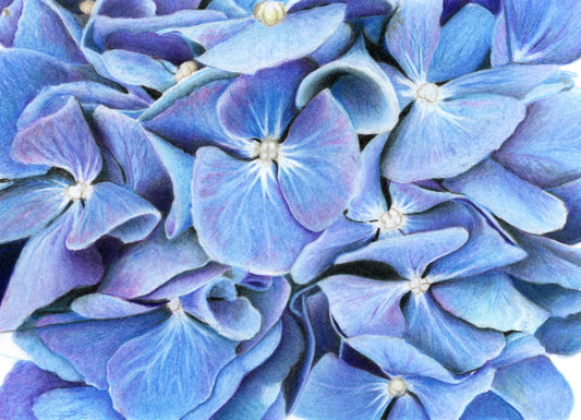 Hydrangea