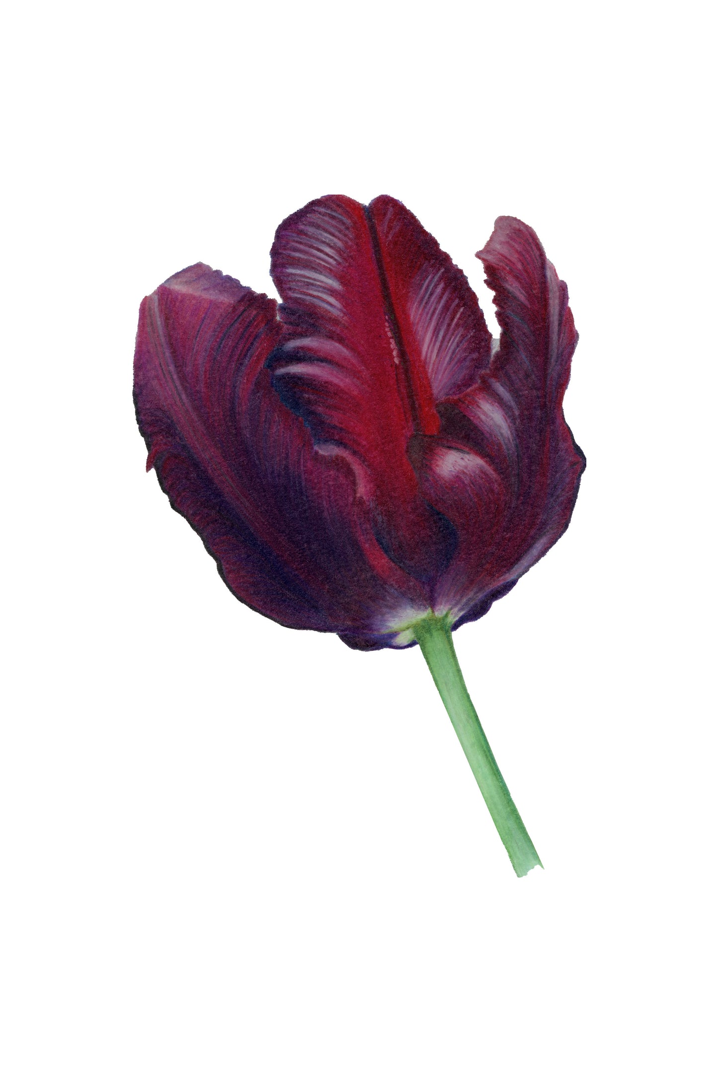 Tulip